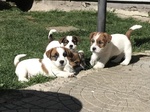 Bellissimi cuccioli di Jack Russell Terrier