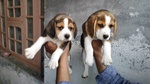 Beagle Cuccioli - Foto n. 3