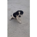 🐶 Beagle femmina di 3 mesi in vendita a Vinchiaturo (CB) e in tutta Italia da privato