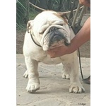 🐶 Bulldog Inglese maschio in accoppiamento a Capaccio (SA) e in tutta Italia da privato