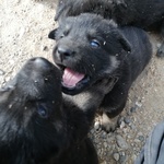 Cucciolona di Pastore Tedesco da Lavoro nero Focati - Foto n. 2