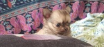 🐶 Chihuahua maschio in vendita a Ala (TN) e in tutta Italia da privato