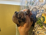🐶 Bulldog Francese femmina di 3 mesi in vendita a Campoformido (UD) e in tutta Italia da privato