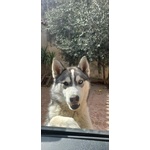 🐶 Husky maschio di 1 anno in vendita a Voghera (PV) da privato