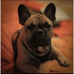 Cucciola di Bulldog Francese Femmina - Foto n. 5