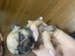 🐶 Chihuahua di 3 mesi in vendita a Castiglion Fiorentino (AR) e in tutta Italia da privato