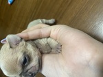 Vendo Cuccioli di Chihuahua - Foto n. 2