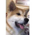 Cucciola di Akita inu con Pedigree - Foto n. 2