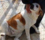 Gaia, dolcissima beagle...non più giovane ma spera ancora in un'adozione..