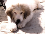 Cuccioli di cane da Montagna dei Pirenei - Foto n. 2