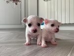🐶 Chihuahua in vendita a Palermo (PA) e in tutta Italia da privato