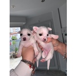 Cuccioli Chihuahua Nani - Foto n. 4