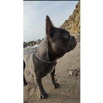 🐶 Bulldog Francese Maschio di 2 anni e 9 mesi in Accoppiamento a Santa Marinella (rm) da Privato