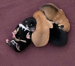 🐶 Shiba Inu femmina di 7 settimane (cucciolo) in vendita a Modica (RG) da privato