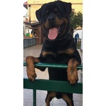 🐶 Rottweiler maschio di 6 anni e 3 mesi in accoppiamento a Roma (RM) e in tutta Italia da privato