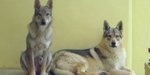 Cucciole di lupo Cecoslovacco