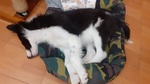 🐶 Border Collie maschio di 4 mesi in vendita a Pozzuoli (NA) e in tutta Italia da privato