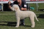 🐶 Lagotto Romagnolo di 8 settimane (cucciolo) in vendita a Finale Ligure (SV) da privato