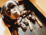 🐶 Rottweiler maschio di 4 settimane (cucciolo) in vendita a Arezzo (AR) da privato