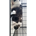 🐶 Bulldog Francese maschio di 3 mesi in vendita a Nova Siri (MT) e in tutta Italia da privato