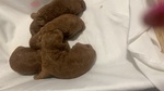 🐶 Barboncino di 7 settimane (cucciolo) in vendita a Latina (LT) e in tutta Italia da privato