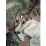 Natalie. Incrocio Terrier - Taglia Medio Piccola - un anno Circa- Cerca Adozione - Foto n. 4