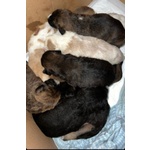 11 Cuccioli di 15gg Mamma Uccisa - Foto n. 1