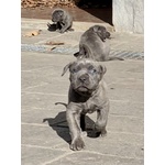 Cuccioli cane Corso Tradizionale - Foto n. 3