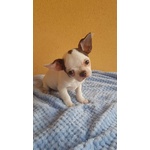 Chihuahua Cucciolo con Pedigree Enci - Foto n. 2