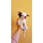 Chihuahua Cucciolo con Pedigree Enci - Foto n. 3
