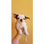 Chihuahua Cucciolo con Pedigree Enci - Foto n. 4