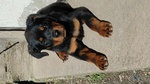 🐶 Rottweiler femmina di 7 mesi in vendita a San Giovanni in Fiore (CS) e in tutta Italia da privato