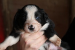 🐶 Border Collie di 8 settimane (cucciolo) in vendita a Capalbio (GR) da privato