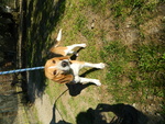 Toto 1 anno e Mezzo Simil Beagle - Foto n. 3