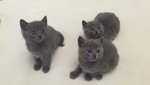 Disponibili cuccioli di gatto Certosino
