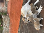 🐶 Akita Inu maschio di 8 settimane (cucciolo) in vendita a Montecatini-Terme (PT) e in tutta Italia da privato