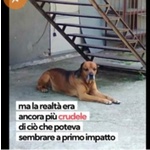 Ercole Abbandonato X 11anni in 1cortile di Milano. Merita Finalmente 1casa Vera! - Foto n. 3