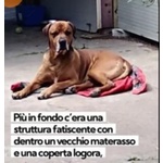 Ercole Abbandonato X 11anni in 1cortile di Milano. Merita Finalmente 1casa Vera! - Foto n. 4