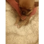 🐶 Chihuahua maschio di 6 settimane (cucciolo) in vendita a Carmignano di Brenta (PD) da privato