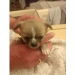 Vendo Cucciolo Chihuahua Maschio pelo Lungo pura Razza - Foto n. 1