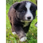 🐶 Akita Inu di 3 settimane (cucciolo) in vendita a Pietrasanta (LU) e in tutta Italia da privato