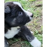 Cuccioli cane da Pastore Apuano - Foto n. 4