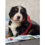 🐶 Bovaro del Bernese di 7 settimane (cucciolo) in vendita a Bastia Umbra (PG) e in tutta Italia da privato