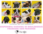 🐶 Bulldog Francese di 2 mesi in vendita a Lonate Pozzolo (VA) e in tutta Italia da allevamento