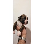 Bellissimi Cuccioli Boxer - Foto n. 4