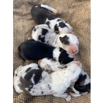 🐶 Border Collie di 1 settimana (cucciolo) in vendita a Santa Maria Hoè (LC) e in tutta Italia da privato