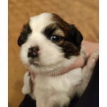 🐶 Shitzu maschio di 6 settimane (cucciolo) in vendita a Canale (CN) e in tutta Italia da privato