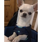 Chihuahua Stallone per Monta con Pedigree - Foto n. 1
