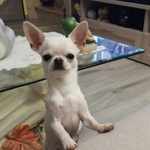 Chihuahua Stallone per Monta con Pedigree - Foto n. 3