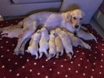 🐶 Golden Retriever di 6 settimane (cucciolo) in vendita a Chieri (TO) e in tutta Italia da privato